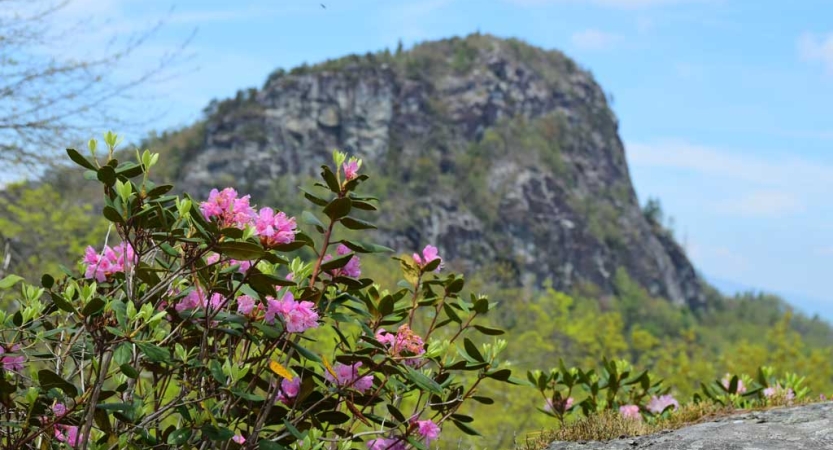 Pink wild flowers jut upwards in front of a mountain landscape